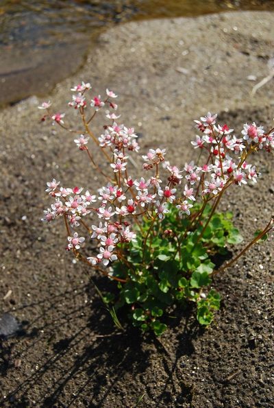 Micranthes nudicaulis, photographed by Maria Khoreva