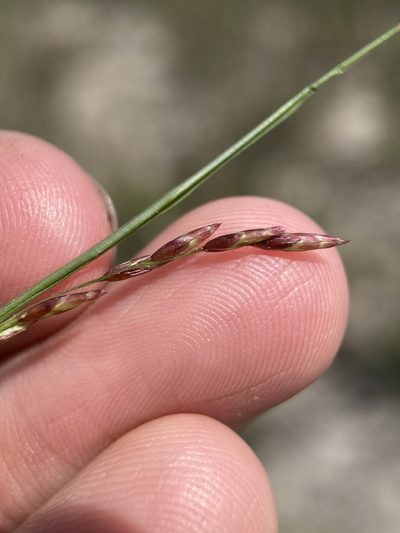 Tridens texanus, photographed by Matt Berger