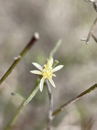 Medranoa palmeri, photographed by Matt Berger