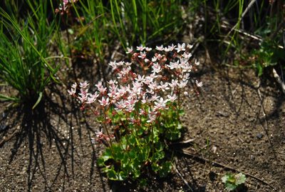 Micranthes nudicaulis, photographed by Maria Khoreva