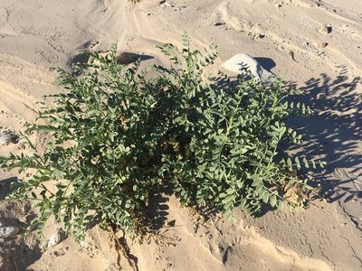 Astragalus crotalariae, photographed by W. Terry Hunefeld