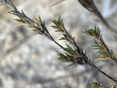 Distichlis littoralis, photographed by Matt Berger