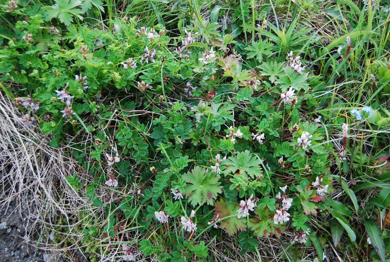 Astragalus ochotensis, photographed by Maria Khoreva