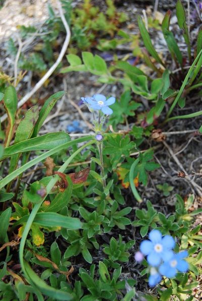 Eritrichium sericeum, photographed by Maria Khoreva