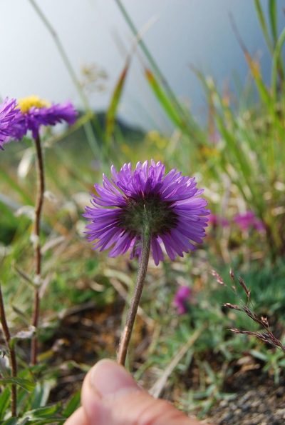 Erigeron thunbergii, photographed by Maria Khoreva