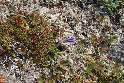 Campanula dasyantha, photographed by Maria Khoreva