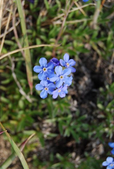 Eritrichium sericeum, photographed by Maria Khoreva