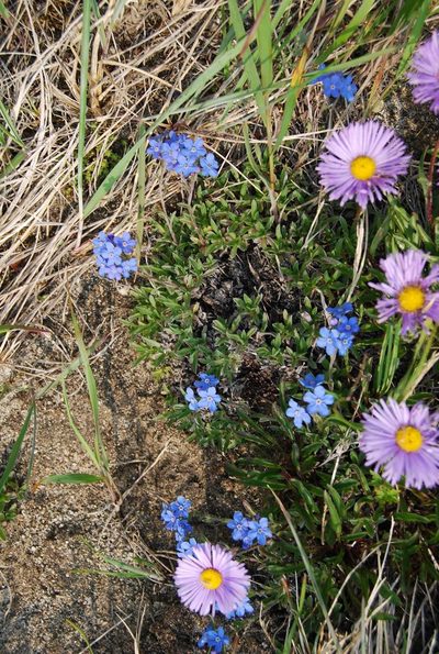 Eritrichium sericeum, photographed by Maria Khoreva