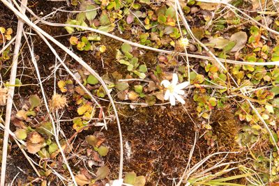 Celmisia glandulosa, photographed by Kathy Warburton