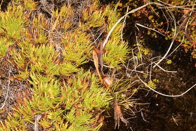 Oreobolus pectinatus, photographed by Kathy Warburton