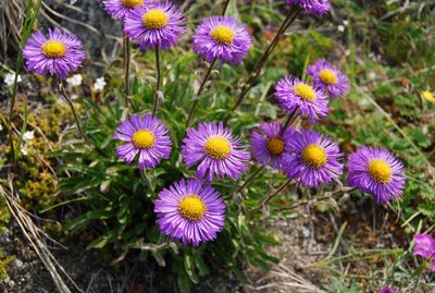 Erigeron thunbergii, photographed by Maria Khoreva