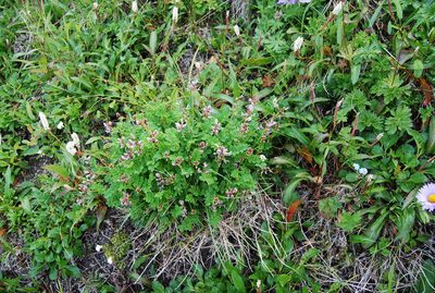 Astragalus ochotensis, photographed by Maria Khoreva