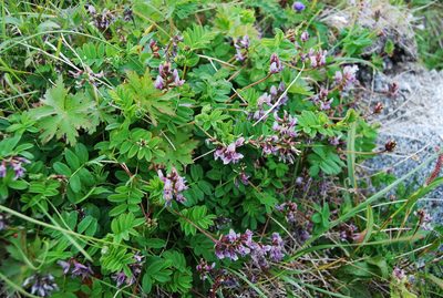 Astragalus ochotensis, photographed by Maria Khoreva