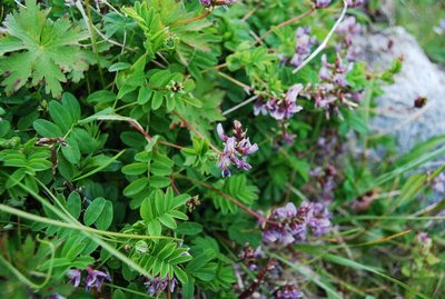 Astragalus ochotensis, photographed by Maria Khoreva