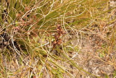 Prasophyllum colensoi, photographed by Kathy Warburton