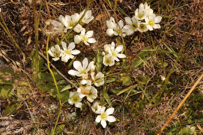 Gentianella serotina, photographed by Kathy Warburton