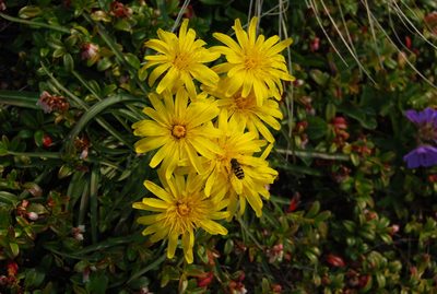 Scorzonera radiata, photographed by Maria Khoreva