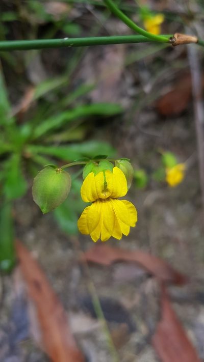 Goodenia caroliniana, photographed by Sofia Zvolanek