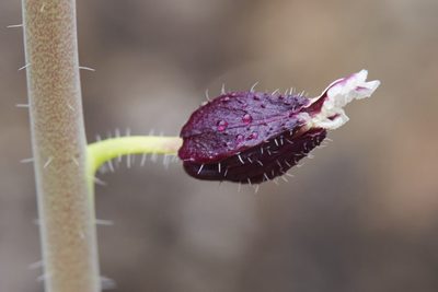 Streptanthus glandulosus, photographed by Ken-ichi Ueda