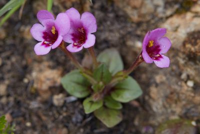 Diplacus congdonii, photographed by Ken-ichi Ueda