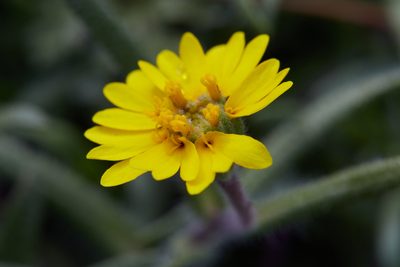 Harmonia nutans, photographed by Ken-ichi Ueda