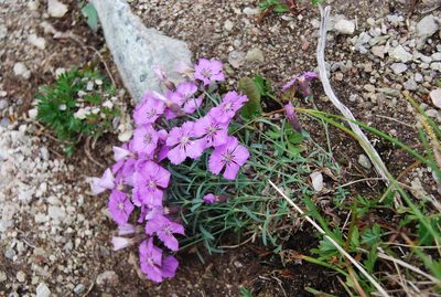 Dianthus repens, photographed by Maria Khoreva