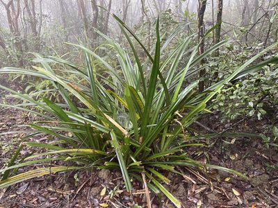 Pandanus austrosinensis, photographed by Toby Y