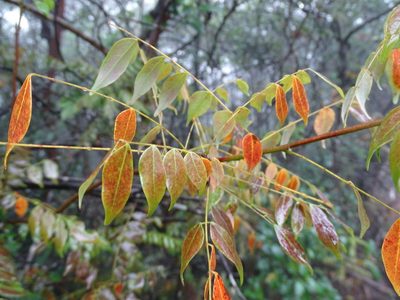 Santaloides microphylla, photographed by Toby Y