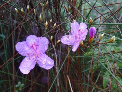 Rhododendron farrerae, photographed by Toby Y