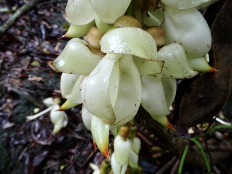 Mucuna birdwoodiana, photographed by Toby Y