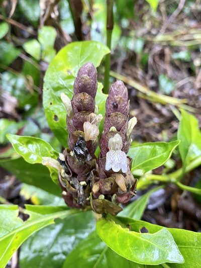 Justicia ventricosa, photographed by Toby Y