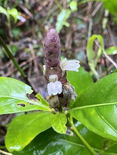 Justicia ventricosa, photographed by Toby Y