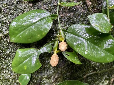 Pothos chinensis, photographed by Toby Y