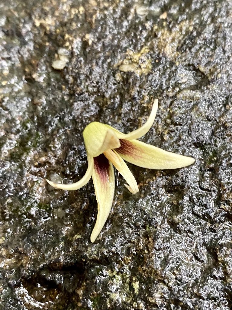 Stauntonia chinensis, photographed by Toby Y