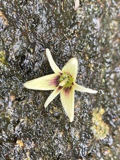 Stauntonia chinensis, photographed by Toby Y