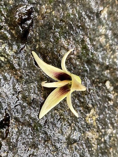 Stauntonia chinensis, photographed by Toby Y