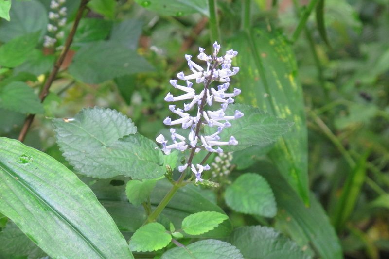Plectranthus zuluensis, photographed by James Deacon