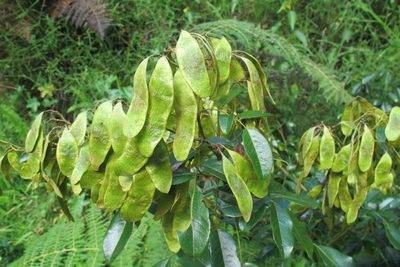 Dalbergia obovata, photographed by James Deacon