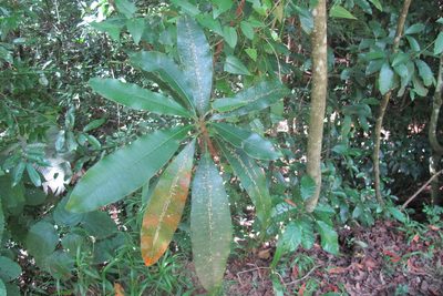 Protorhus longifolia, photographed by James Deacon