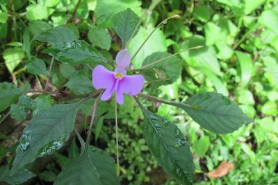 Impatiens hochstetteri, photographed by James Deacon