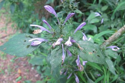 Isoglossa cooperi, photographed by James Deacon