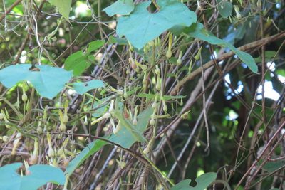 Riocreuxia torulosa, photographed by James Deacon