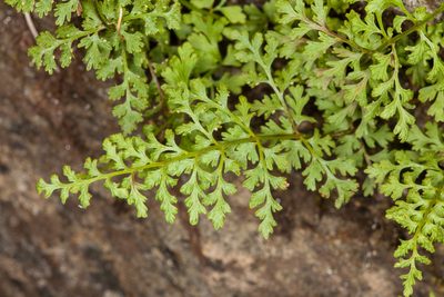Cystopteris alpina, photographed by Drepanostoma
