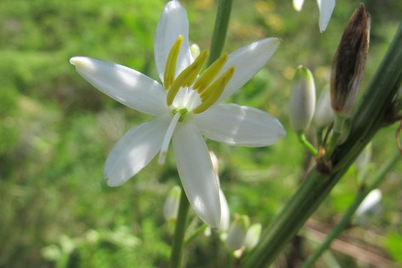 Chlorophytum krookianum, photographed by James Deacon