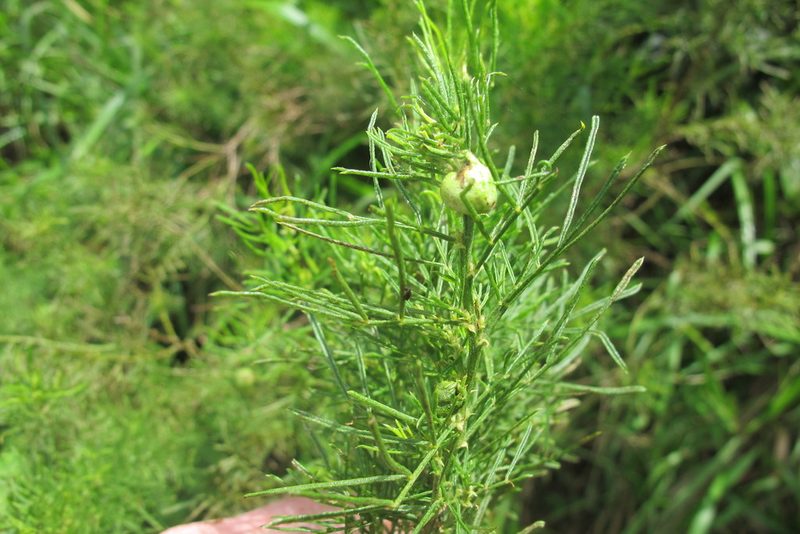 Psoralea glabra, photographed by James Deacon
