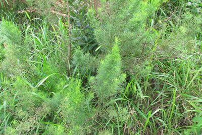 Psoralea glabra, photographed by James Deacon