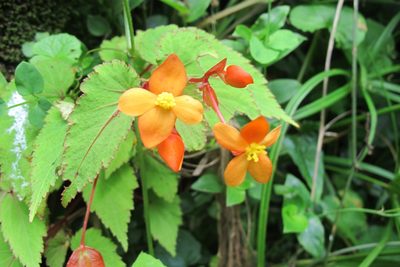 Begonia sutherlandii, photographed by James Deacon