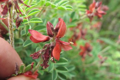 Indigofera eriocarpa, photographed by James Deacon