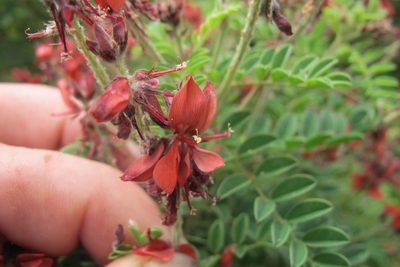 Indigofera eriocarpa, photographed by James Deacon