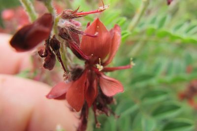 Indigofera eriocarpa, photographed by James Deacon